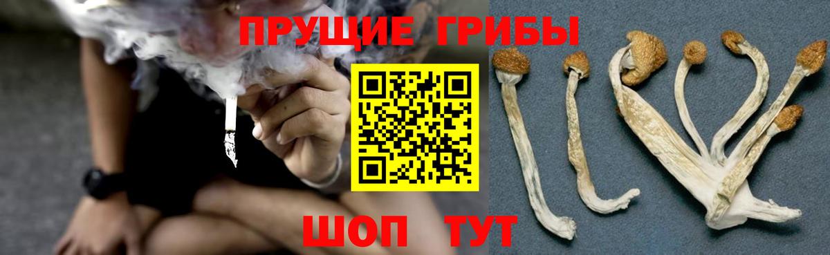 Псилоцибиновые грибы GOLDEN TEACHER Ахтубинск